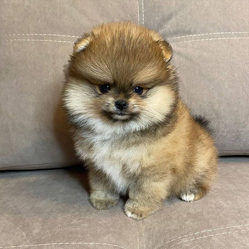 Pomeranian Puppy