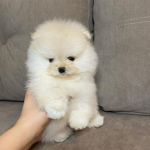 Pomeranian Puppy