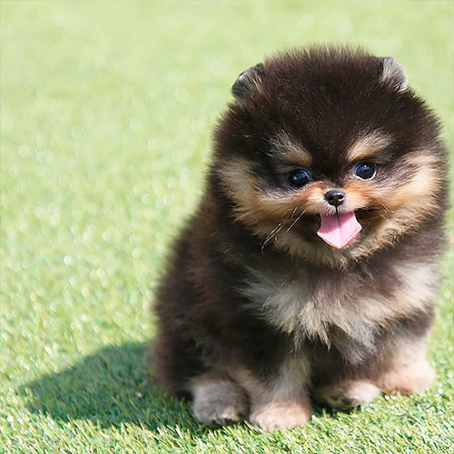 Pomeranian Puppy