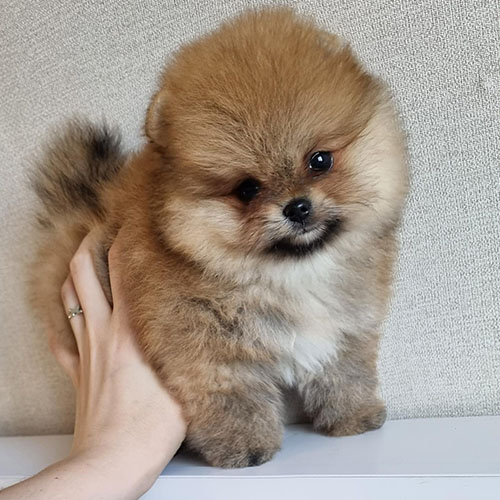 Pomeranian Puppy