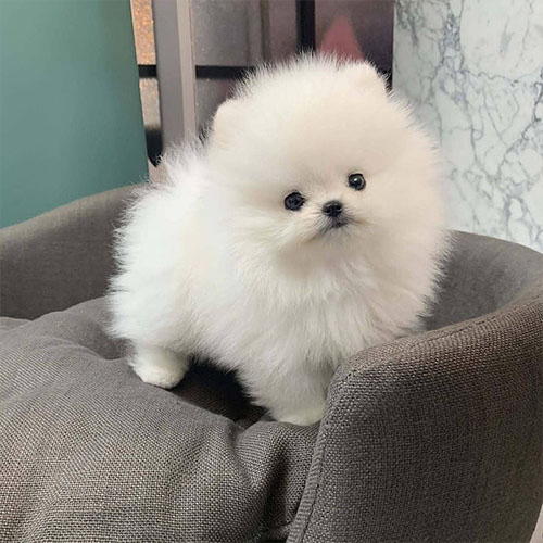 Pomeranian Puppy