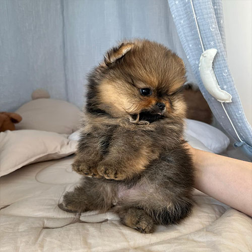 Pomeranian Puppy